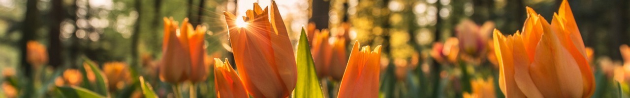 Dutch Marketing and Branding Agency