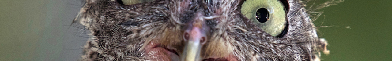 Internationale School voor Wijsbegeerte