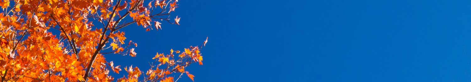 Janine Schimmelpenninck